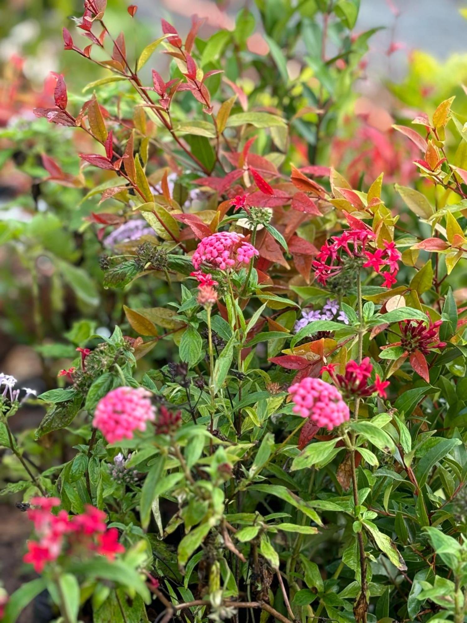 The Valley Rose * Yercaud