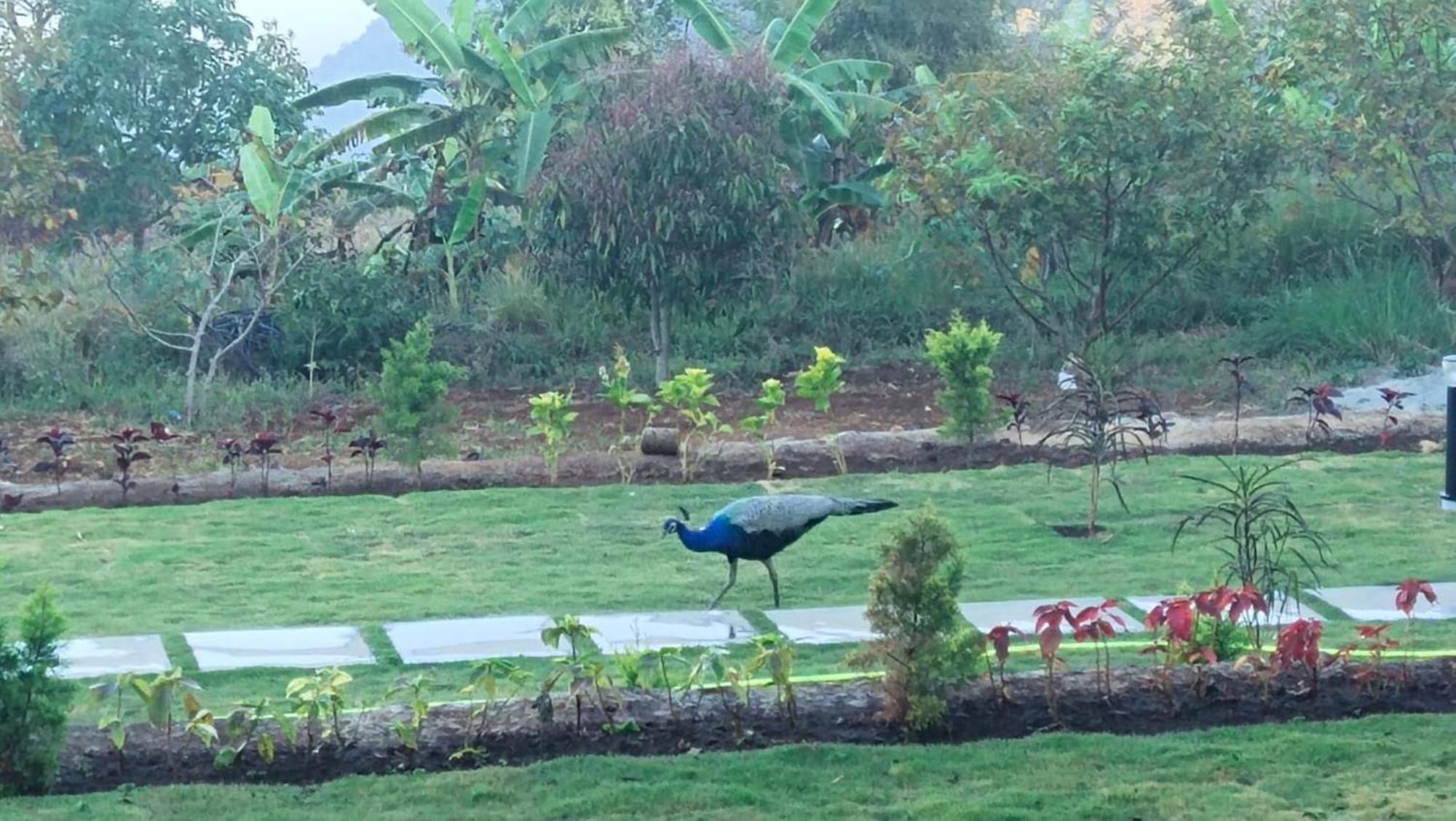 The Valley Rose Yercaud